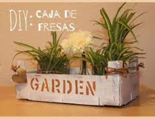 Cajas de fresas